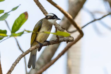 Ocean Park Hong Kong, Çin 'den alınan ışık delikli bültenli doğa kuşu.
