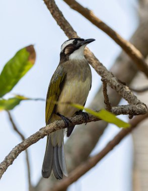 Ocean Park Hong Kong, Çin 'den alınan ışık delikli bültenli doğa kuşu.
