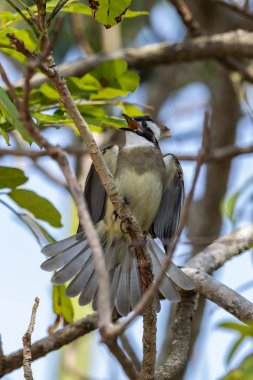 Ocean Park Hong Kong, Çin 'den alınan ışık delikli bültenli doğa kuşu.