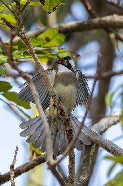 Ocean Park Hong Kong, Çin 'den alınan ışık delikli bültenli doğa kuşu.