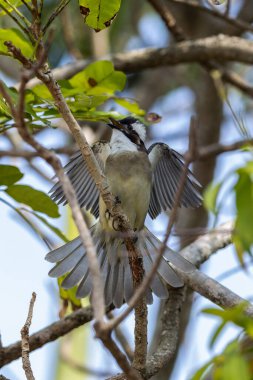 Ocean Park Hong Kong, Çin 'den alınan ışık delikli bültenli doğa kuşu.