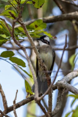 Ocean Park Hong Kong, Çin 'den alınan ışık delikli bültenli doğa kuşu.
