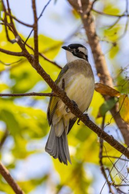 Ocean Park Hong Kong, Çin 'den alınan ışık delikli bültenli doğa kuşu.