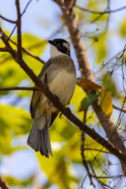 Ocean Park Hong Kong, Çin 'den alınan ışık delikli bültenli doğa kuşu.