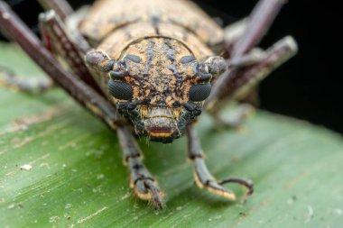 Sabah, Borneo 'nun güzel Longhorn Beetle' ının aşırı makro görüntüsü
