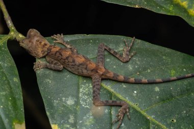 Borneo Anglehead Kertenkelesinin Doğa Doğası (Gonocephalus borneensis)