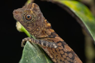 Borneo Anglehead Kertenkelesinin Doğa Doğası (Gonocephalus borneensis)