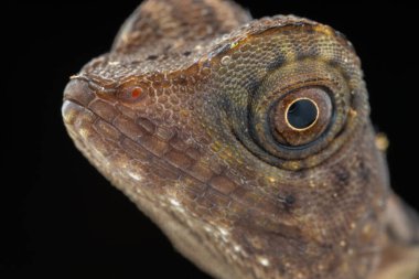 Borneo Anglehead Kertenkelesinin Doğa Doğası (Gonocephalus borneensis)