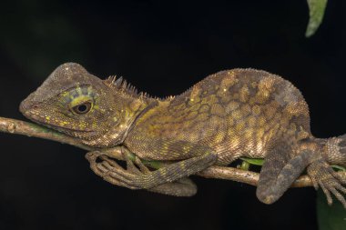 Borneo Anglehead Kertenkelesinin Doğa Doğası (Gonocephalus borneensis)