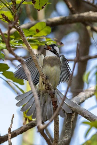 Ocean Park Hong Kong, Çin 'den alınan ışık delikli bültenli doğa kuşu.