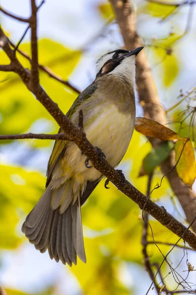 Ocean Park Hong Kong, Çin 'den alınan ışık delikli bültenli doğa kuşu.