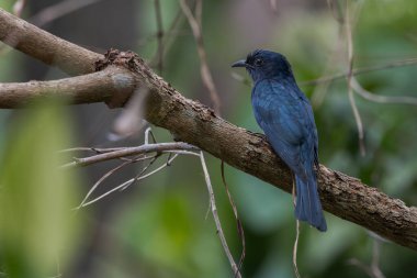 Doğa, Drongo-Guguk kuşu, ağaç dalına tüneyerek yiyecek arıyor.