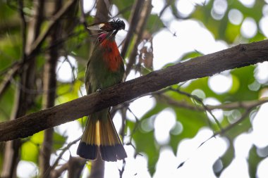 Kızıl saçlı arı yiyici ormanın bir dalına tünemiş, sağa bakıyor.