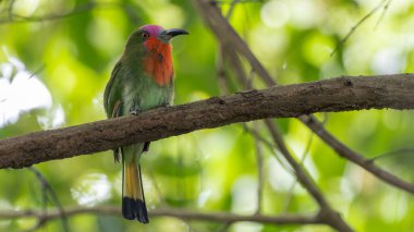 Kızıl saçlı arı yiyici ormanın bir dalına tünemiş, sağa bakıyor.