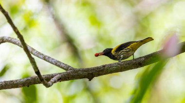 Sarı ve siyah tüylü siyah başlı oriole yeşil bir tropikal ormandaki bir dala tünemiş.