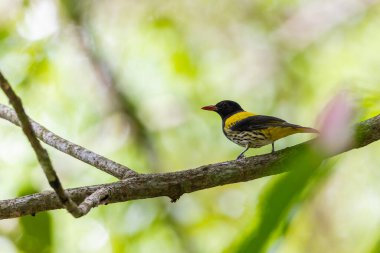 Sarı ve siyah tüylü siyah başlı oriole yeşil bir tropikal ormandaki bir dala tünemiş.