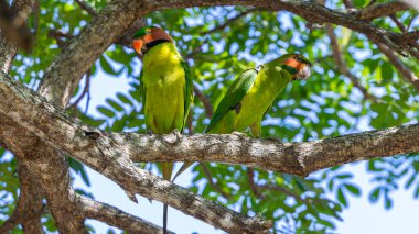 Bir çift uzun kuyruklu muhabbet kuşu ağaç dalına tünemiş..