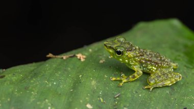 Staurois tuberinguis kurbağası, yemyeşil yağmur ormanlarındaki canlı yeşil yaprağın üzerine tünemişti.