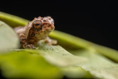 Kurbağa bereketli yağmur ormanlarında canlı yeşil yaprağın üzerine tünemiş.