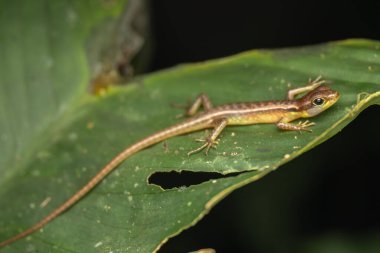 Kahverengi çizgili ve sarı göbekli küçük kertenkele yağmur ormanlarında yeşil bir yaprağın üzerinde dinleniyor.