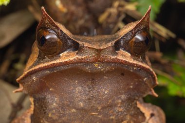 Borneo 'dan boynuzlu kurbağa - Megophrys kobayashii kurbağası yağmur ormanlarındaki çevresiyle kaynaşıyor.