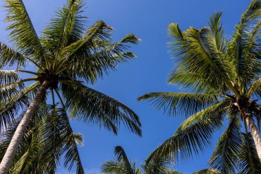 Tropikal meltemde sallanan yeşil palmiye ağaçları berrak mavi gökyüzüne karşı, cennet gibi bir yaz tatili sahnesi yaratıyor..
