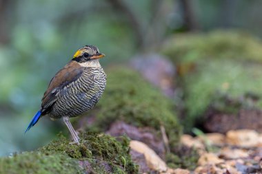 Bornean Banded Pitta (Pitta schwaneri) yemyeşil yağmur ormanı ortamında ve onu Bornean yağmur ormanlarının gerçek bir mücevheri yapar..