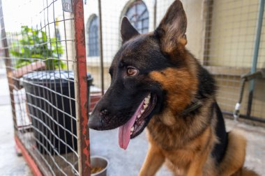 Alman çoban köpeği sıcak bir günde köpek kulübesinde otururken derin bir nefes alıyor.
