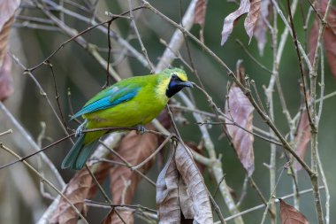 Sabah, Malezya 'nın Bornean yapraklı doğası.