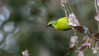 Sabah, Malezya 'nın Bornean yapraklı doğası.