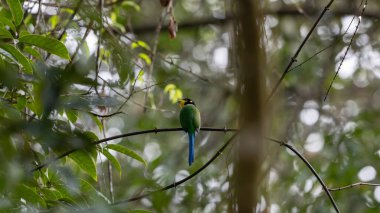 Parlak renkli uzun kuyruklu geniş gagalı siyah başlı, sarı boğazlı ve yeşil sırtlı, gagasında bir böcek olan bir dala tünemiş.
