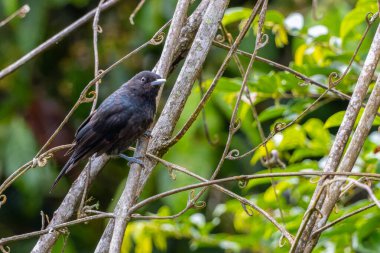 Ağaç dalına tüneyen Bronz Drongo kuşunun (Dicrurus aeneus) doğa görüntüsü