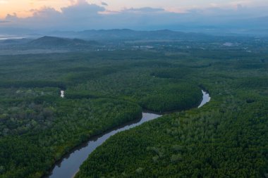 Kıvrımlı bir nehrin havadan görünüşü canlı bir mangrov ormanından geçiyor.