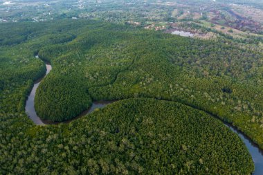 Kıvrımlı bir nehrin havadan görünüşü canlı bir mangrov ormanından geçiyor.