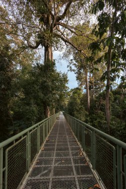Sepilok orangutan rehabilitasyon merkezinde sık orman yaprakları boyunca uzanan metal paraşüt yolu