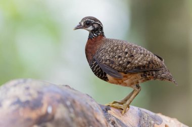 Sabah kekliği düşmüş bir ağaç gövdesine tünemiş, belirgin işaretlerini ve kırmızımsı kahverengi göğsünü sergiliyor.