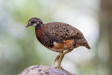 Sabah kekliği düşmüş bir ağaç gövdesine tünemiş, belirgin işaretlerini ve kırmızımsı kahverengi göğsünü sergiliyor.
