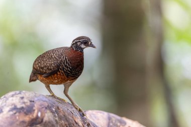 Sabah kekliği düşmüş bir ağaç gövdesine tünemiş, belirgin işaretlerini ve kırmızımsı kahverengi göğsünü sergiliyor.