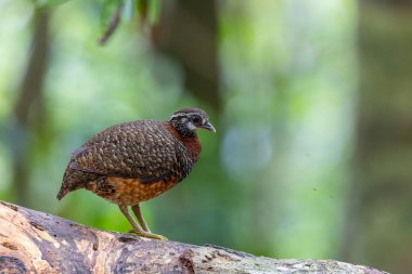 Sabah kekliği düşmüş bir ağaç gövdesine tünemiş, belirgin işaretlerini ve kırmızımsı kahverengi göğsünü sergiliyor.