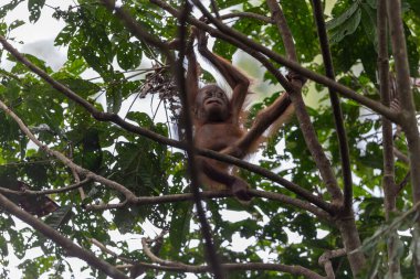 Sevimli bebek orangutan yağmur ormanlarında rahat bir şekilde oturuyor doğal ortamının tadını çıkarıyor ve huzurlu görünüyor.
