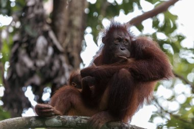 Orangutan, Borneo yağmur ormanlarının ağaçlarında derin derin oturup nesli tükenmekte olan bu türün güzelliğini ve kırılganlığını gözler önüne seriyor.