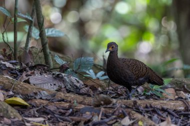 Bornean tavus kuşu sülünü doğal ortamında yürüyor, güzel ve renkli tüylerini gösteriyor.