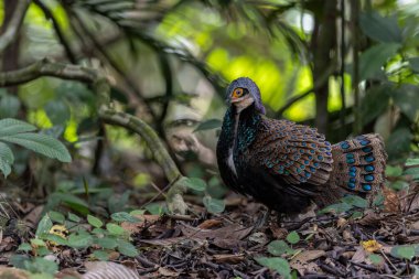 Bornean tavus kuşu sülünü doğal ortamında yürüyor, güzel ve renkli tüylerini gösteriyor.