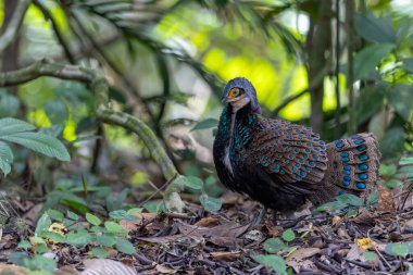 Bornean tavus kuşu sülünü doğal ortamında yürüyor, güzel ve renkli tüylerini gösteriyor.