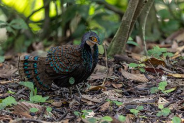 Bornean tavus kuşu sülünü doğal ortamında yürüyor, güzel ve renkli tüylerini gösteriyor.