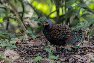 Bornean tavus kuşu sülünü doğal ortamında yürüyor, güzel ve renkli tüylerini gösteriyor.