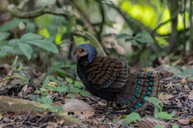 Bornean tavus kuşu sülünü doğal ortamında yürüyor, güzel ve renkli tüylerini gösteriyor.