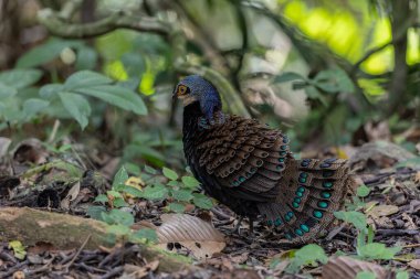 Bornean tavus kuşu sülünü doğal ortamında yürüyor, güzel ve renkli tüylerini gösteriyor.