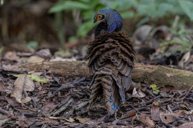 Bornean tavus kuşu sülünü doğal ortamında yürüyor, güzel ve renkli tüylerini gösteriyor.