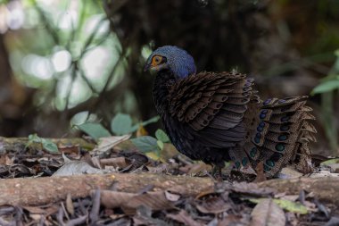 Bornean tavus kuşu sülünü doğal ortamında yürüyor, güzel ve renkli tüylerini gösteriyor.